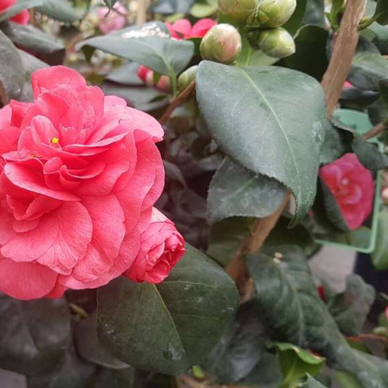 Camellia japonica 'Lady Campbell' 100-125 cm